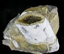 Large Crystal Filled Baculites Fossil - South Dakota #22799-3